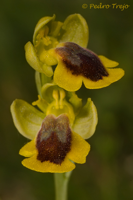 Ophrys lutea